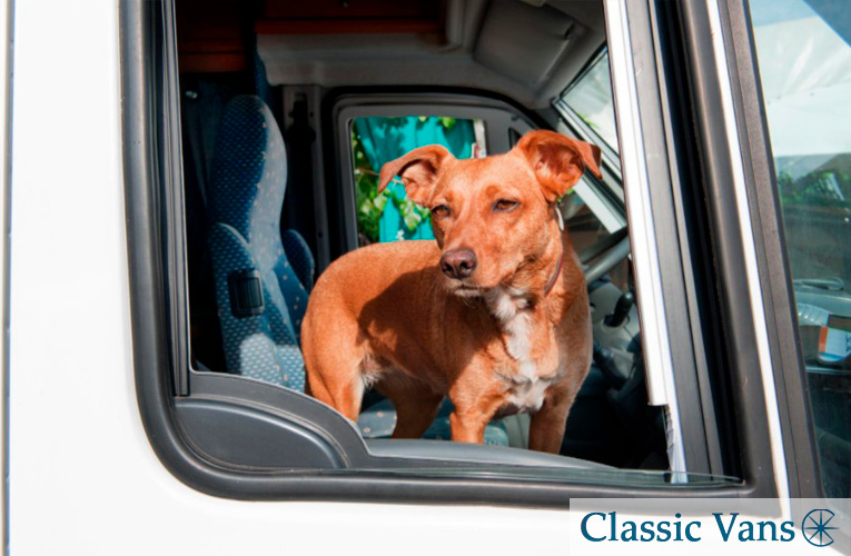rv and motorhome pet-friendly travel tips